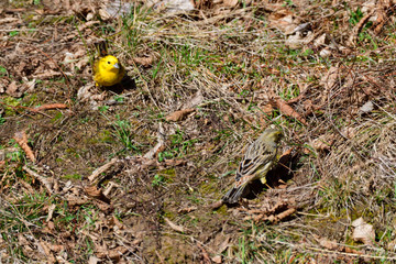 Goldammer Pärchen im Frühjahr
