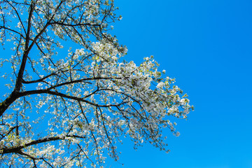 日本と桜