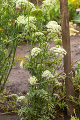 Daucus carota inflorescence, showing umbellets. White small flowers on garden. Blooming vegetables in the garden.