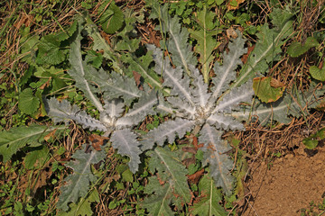 Distel Rosette
