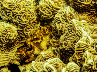  Coral And giant clam In Sabar Celebes Sea 2006