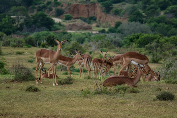 tierwelt safari südafrika