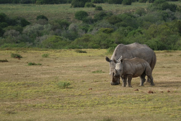 tierwelt safari südafrika