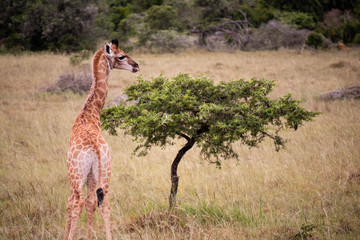 tierwelt safari südafrika