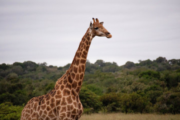 tierwelt safari südafrika