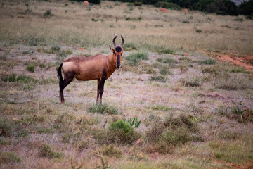 tierwelt safari südafrika