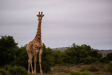 tierwelt safari südafrika
