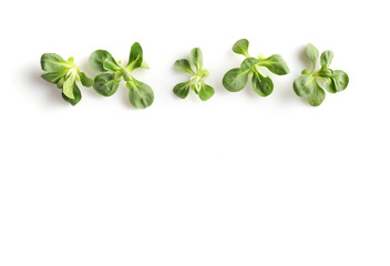 Corn salad, lamb's lettuce isolated on white background