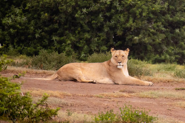 tierwelt safari südafrika