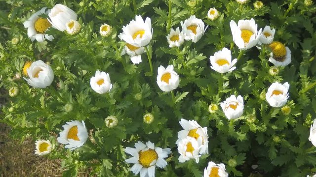 ノースポール、キク科で小型の１年草。花色は白で春先から初夏まで長く咲き続ける、花の少ない時期に花壇や寄せ植えとして欠かせない草花。花の少ない早春には冬眠から目覚めた虫達、ハナアブやシジミチョウが蜜を求めて頻繁に訪れ賑わう様をラップトップ動画で表現した。彼らにとってはノースポールかけがえのない貴重な食糧だ。