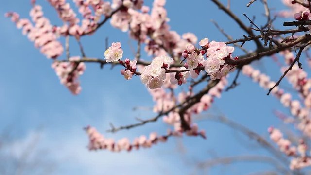 Blossom tree branch with bees
