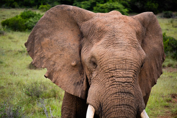 tierwelt safari s&uuml;dafrika