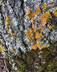 Colorful mosses and lichens on the tree bark close-up.