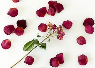 A dry mini rose with bigger dry rose petals on a white table.