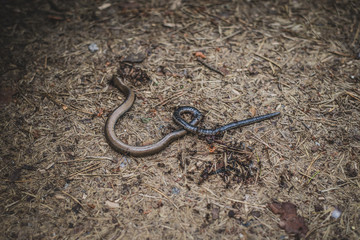 Dead snake being eaten by a group of red ants in forrest. Snake on a road. Ants on the ground.