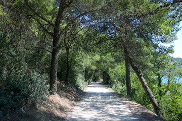 Serene nature walk on a sunny day