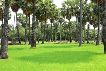 Palm trees and green rice fields with a blue sky background, palm trees or palm trees