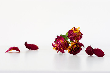 A dry mini rose with bigger dry rose petals on a white table.