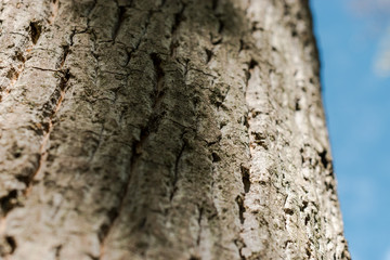 Macro photo of the crust of an old tree at the Margit Island in Budapest.