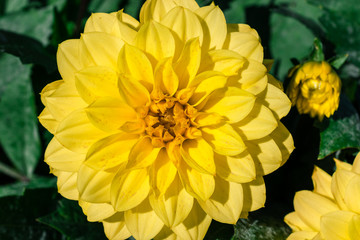 A nice yellow flower with green leaves in the background on the Margit Island.