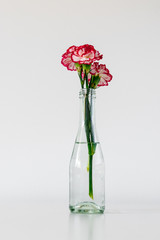 Three mini carnations in front of a white wall in a bottle.