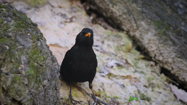 black thrush looking at the camera while sitting on the ground in the forest and running away