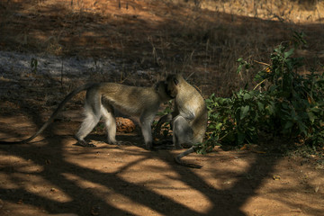 cute kissing monkeys