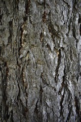 bark of a tree dierievokarabkat 