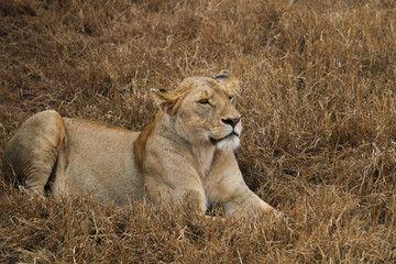 lion grazing in the wild