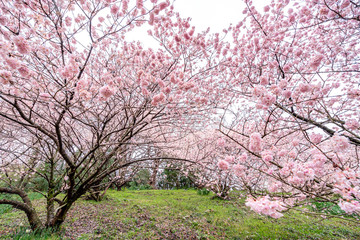 神奈川県 足柄 一ノ堰ハラネ春めき桜