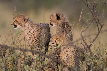 Cheetah Cubs