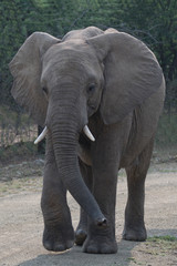 Fototapeta na wymiar Young Elephant on road