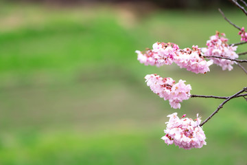 Obraz premium 神奈川県 足柄 一ノ堰ハラネ春めき桜