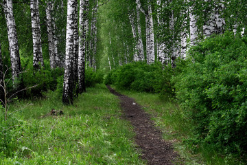 Fototapeta premium path in the forest