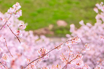神奈川県 足柄 一ノ堰ハラネ春めき桜