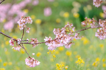 神奈川県 足柄 一ノ堰ハラネ春めき桜