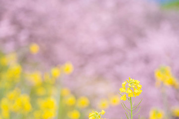 神奈川県 足柄 一ノ堰ハラネ春めき桜