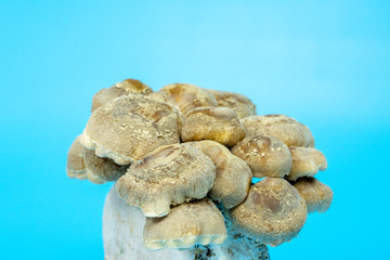 Fototapeta na wymiar Shiitake Mushrooms on mycelium block. It is considered a medicinal mushroom in some forms of traditional medicine