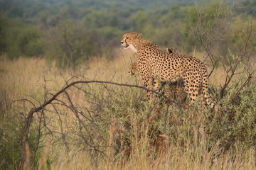 Female Cheetah on lookout
