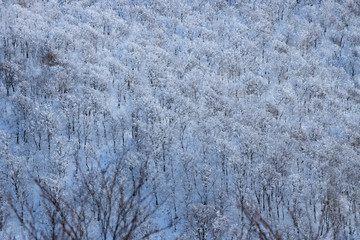 霧氷　森吉山