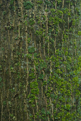 The texture of the tree bark