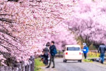 Fototapeten Lila 神奈川県 足柄 一ノ堰ハラネ春めき桜  © travel