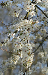 Frühlingsgrüße