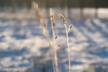 Frozen Blades of Grass Against a Snowy Winter