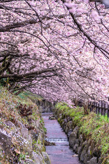 神奈川県 足柄 一ノ堰ハラネ春めき桜