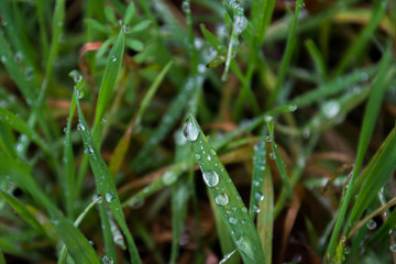 The grass is wet in the macro