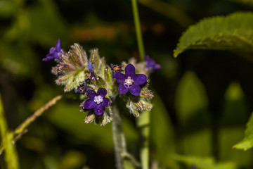 flowers bloom in the garden