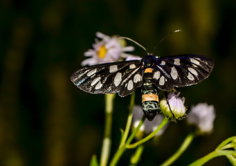 butterfly with beautiful wings sits on a flower