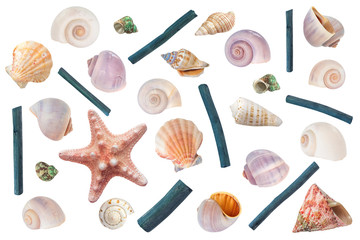 Different seashells and ocean inhabitants. Marine clip art set on white background