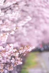 神奈川県 足柄 一ノ堰ハラネ春めき桜